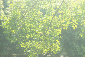 Fototapeta na wymiar The green foliage of the trees