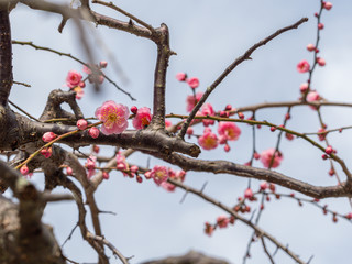 ピンクの梅の花