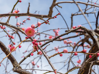 ピンクの梅の花
