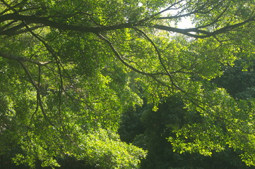 The green foliage of the trees