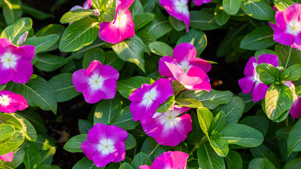 Pink Impatient flowers