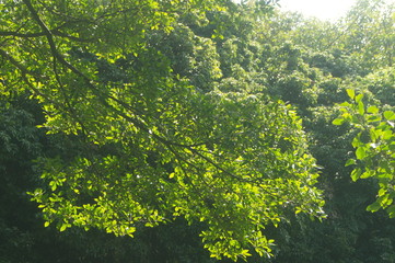 The green foliage of the trees
