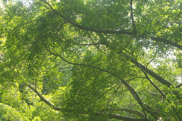 Fototapeta premium The green foliage of the trees
