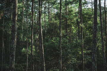 Obraz premium Deep forest with many pine trees In nature that is abundant