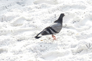 Pigeon in the sand at the beach