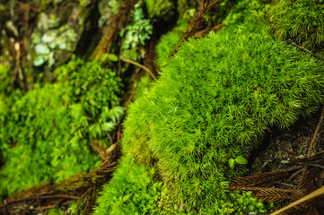 Green moss is growing at the root of the tree. Moss texture in nature for wallpaper. soft focus.