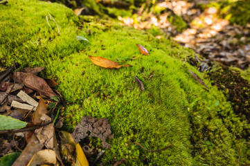 Green moss is growing at the root of the tree. Moss texture in nature for wallpaper. soft focus.