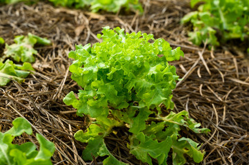 Organic vegetable farm of farmers There are many kinds of vegetables such as Green Oak,  Butterhead, Greencos are totally non-chemical vegetables.