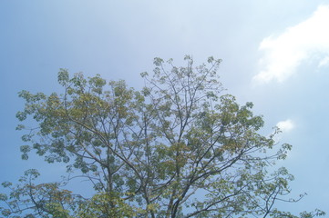 The green foliage of the trees
