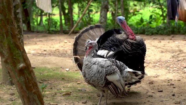 Male and female turkeys in a farm .01