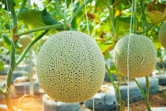 Japanese green cantaloupe with green leaves background in field. Fresh melon on tree in garden. selective focus