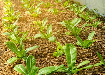 Organic vegetable farm of farmers There are many kinds of vegetables such as Green Oak,  Butterhead, Greencos are totally non-chemical vegetables.