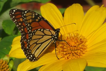 Monarch butterfly on yellow heliopsis flower in Florida nature, closeup 