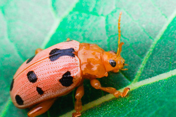 red bug on a green leaf