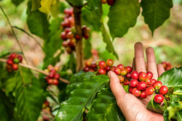 Robusta, Arabica, coffee berries, coffee beans .from Banmuang Coffee Village  Sangkhom District Thailand - obrazy, fototapety, plakaty
