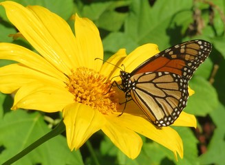 Monarch butterfly on yellow heliopsis flower in Florida nature, closeup