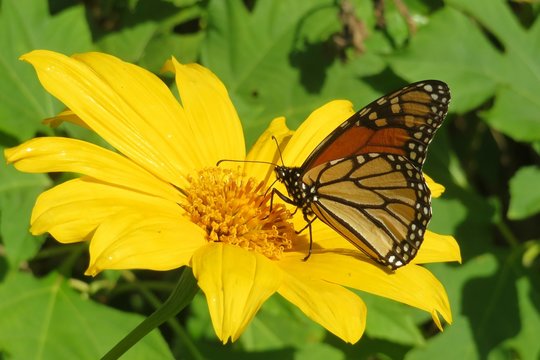 Beautiful monarch butterfly on yellow flower in Florida nature, closeup