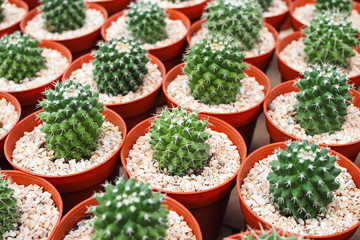 Beautiful green cactus plant in flowerpot for background