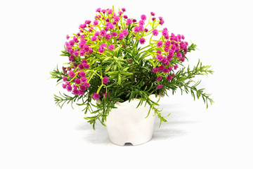 Close up of vintage beautiful antique ceramic flowerpot with red-green flowers set on isolated white background, Indian traditional homemade flower vase decorative instrument.