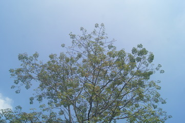 The green foliage of the trees