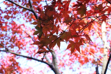 紅葉