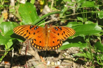 Gulf fritillary butterfly on plant in Florida wild, closeup