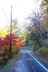秋の道