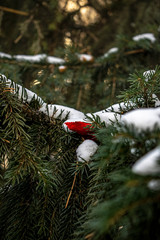 christmas decoration on tree