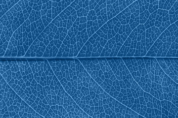 Leaf texture in Classic blue color of the year 2020. Abstract background. Close-up, natural...