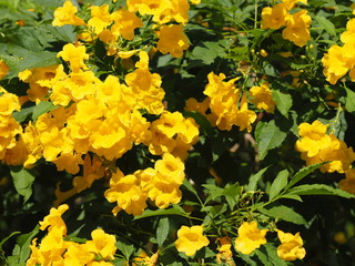 Flower Yellow Elder Magnoliophyta, Angiospermae  Gold Yellow color trumpet flower, ellow elder, Trumpetbush, Tecoma stans blurred of background beautiful in nature Flowering into a bouquet of flowers