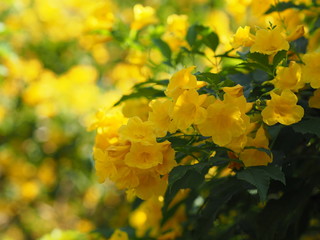 Yellow Elder, Magnoliophyta, Angiospermae of name Gold Yellow color trumpet flower, ellow elder, Trumpetbush, Tecoma stans blurred of background beautiful in nature Flowering into a bouquet of flowers