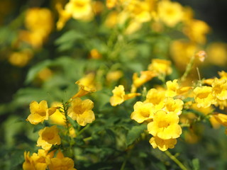 Yellow Elder, Magnoliophyta, Angiospermae of name Gold Yellow color trumpet flower, ellow elder, Trumpetbush, Tecoma stans blurred of background beautiful in nature Flowering into a bouquet of flowers