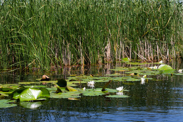 Biosphere of the Danube Delta