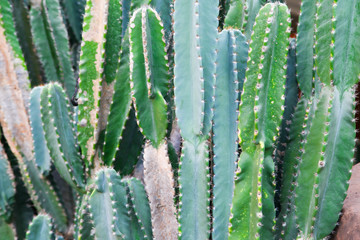 Cactus plant leaves for background