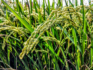 background photo of a blooming flower
