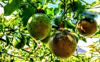 background photo of a blooming flower