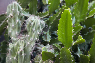 Cactus plant leaves for background