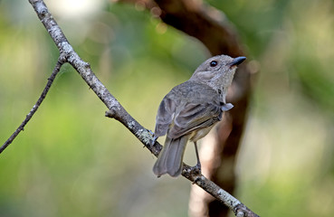 Large-billed Scrubwren close up