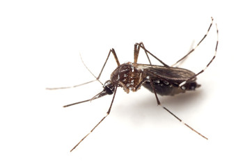 Macro Photo of Yellow Fever Mosquito Isolated on White Background