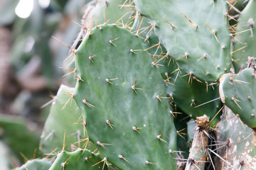 Cactus desert plant for background