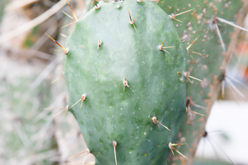 Cactus desert plant for background