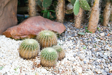 Cactus desert plant for background