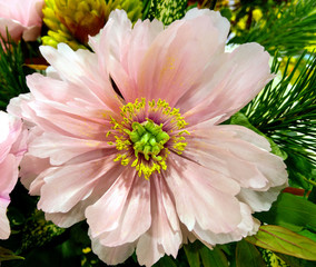 background photo of a blooming flower