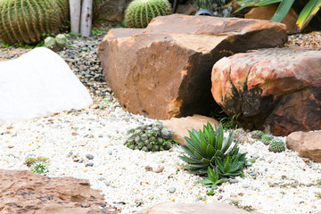 Cactus desert plant for background
