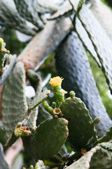 Cactus desert plant for background