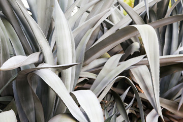 Cactus desert plant for background