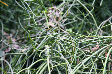 Closeup to Euphorbia tirucalli ,pencil tree, Indian tree spurge