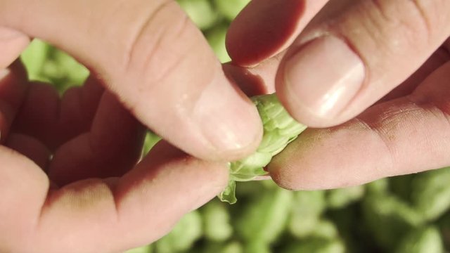 Brewers hands carefully peeling a mature hop flower cone, exposing its layers and core for selection. Close up, slow motion. Patagonia Argentina