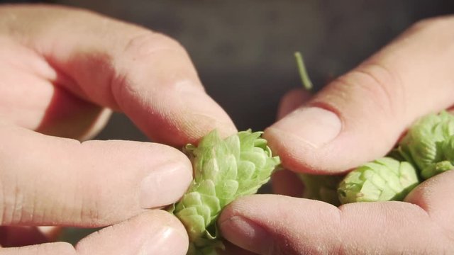 Brewers hands gently opening and exposing a bright green flower cone of hop (lupulus) ripe & ready to produce beer in Patagonia Argentina. Close up slowmotion
