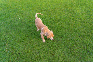Little golden puppy wandering on green grass in park